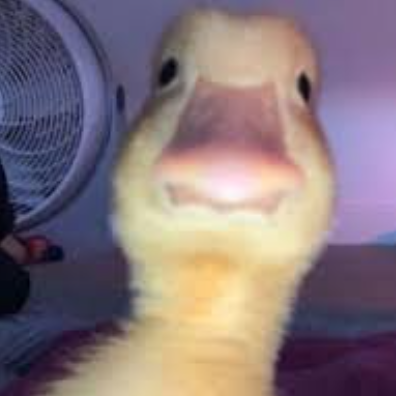A(z) MallardWare felhasználó által feltöltött avatar