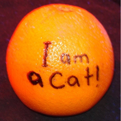 A(z) Kevin D'ORANGE felhasználó által feltöltött avatar